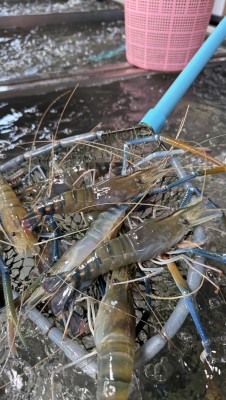 กุ้งก้ามกราม