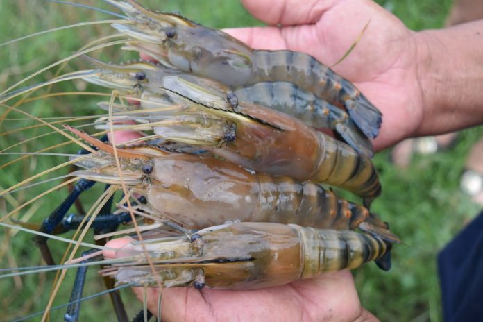 Giant Freshwater Prawn (Small)