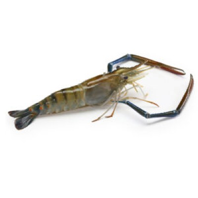 กุ้งก้ามกราม ขนาดเล็ก