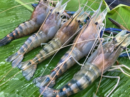 กุ้งก้ามกราม ตัวเมีย ขนาดเล็ก