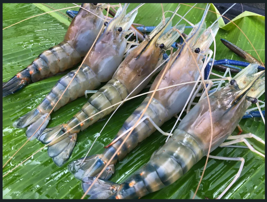 กุ้งก้ามกราม
