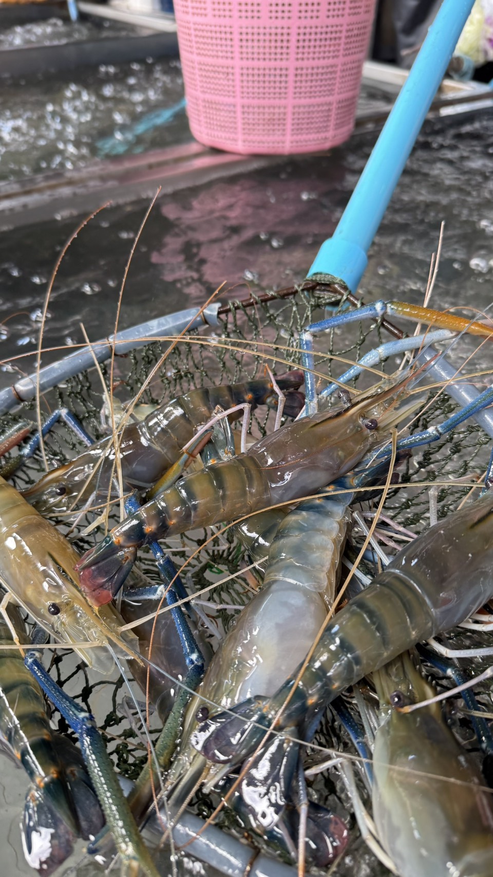 กุ้งก้ามกราม